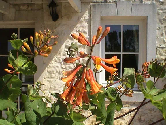 Jardin du Chizé